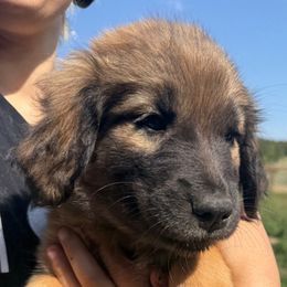Uriah- black - Tan male Colorado Mountain Dog puppy in Cotopaxi, Colorado from Once Upon A Moose (OUM)