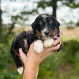 Cubby - Tri-color male Bernedoodle puppy in Bellville, Ohio from Bernedoodle Buddies