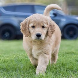 Golden Retriever Puppies from Upstate Revival Retrievers