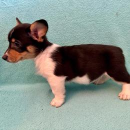 Donny - Black and tan male Pembroke Welsh Corgi puppy in Rosharon, Texas from Hallin’ Corgis