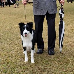 Misty - Border Collie