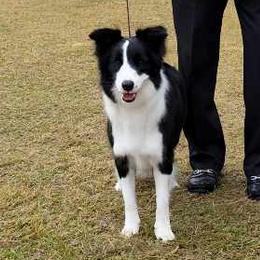 Misty - Border Collie