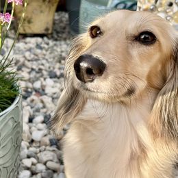 Dachshunds from Long Blonde Doxies