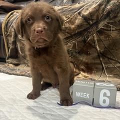 Purple Dot - Brown male Chesapeake Bay Retriever puppy in Wisconsin Dells, Wisconsin from Kilbourn Chesapeakes