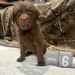 Purple Dot - Brown male Chesapeake Bay Retriever puppy in Wisconsin Dells, Wisconsin from Kilbourn Chesapeakes