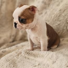 Maggies Fawn girl - Lilac female Boston Terrier puppy in Gore, Oklahoma from Ford's Traditional and Colored Boston Terriers