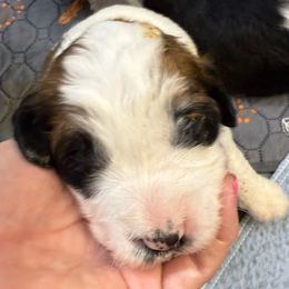Girl 5 - Rust and white female Saint Berdoodle puppy in San Antonio, Texas from Mammoth Doodles