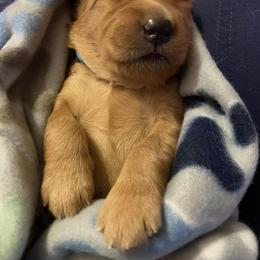 Golden Retriever Puppies from Aurora's Northern Goldens