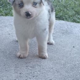Jolene - Blue merle female Miniature Australian Shepherd puppy in Signal Mountain, Tennessee from D & D Miniature and Toy Australian Sheppards