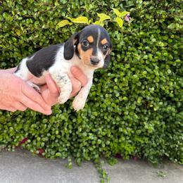 Oreo - Piebald female Dachshund puppy in Corona, Ca Hemet, Ca, California from Over The Moon Dachshunds and Doodles