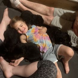 German Shepherd Puppies from McGarry German Shepherds