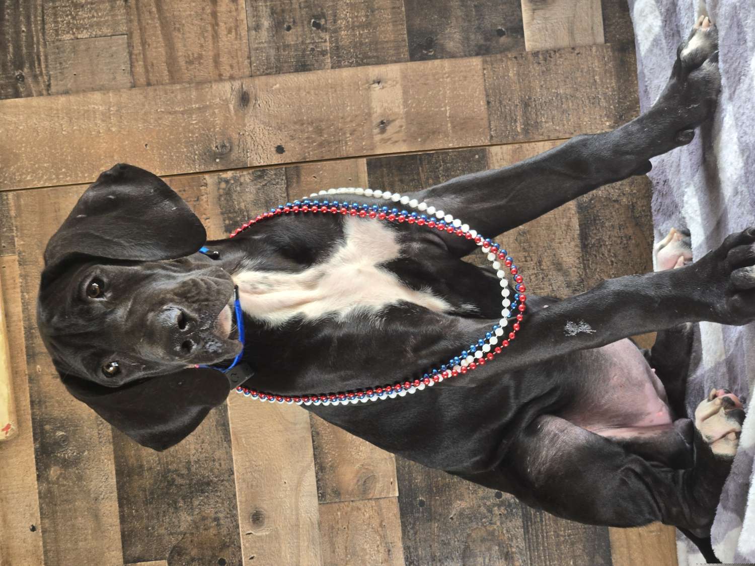 Coco - Black and white Great Dane puppy in Gonzales, Louisiana from Anstatt House Of Danes
