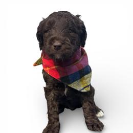 Charles - Chocolate male Goldendoodle puppy in Prosperity, Pennsylvania from Stelladoodles & Company