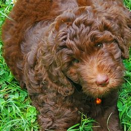 Mocha - Labradoodle puppy in Statesville, North Carolina from Labradoodles of the Foothills