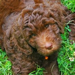 Mocha - Labradoodle puppy in Statesville, North Carolina from Labradoodles of the Foothills