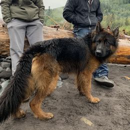 Bourbon - German Shepherd