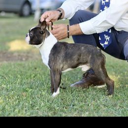 Whiskey - Boston Terrier