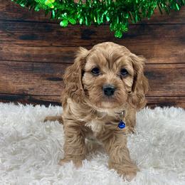 Gus Gus - Red male Cavapoo puppy in Lancaster, Missouri from Cavapoo Acres