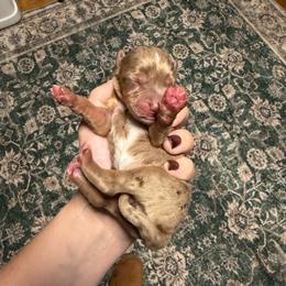 Sundance - Red merle male Miniature Australian Shepherd puppy in Ellendale, North Dakota from Ark Acres Kennels