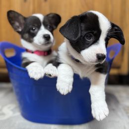 American Corgi, Cardigan Welsh Corgi, and Pembroke Welsh Corgi Puppies from DnD Corgis