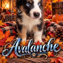 Avalanche - Black tri male Miniature Australian Shepherd puppy in Lubbock, Texas from Baby Storm Kennels