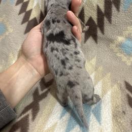 Daisy - Dapple female Dachshund puppy in Choctaw, Oklahoma from Danica’s Dachshunds