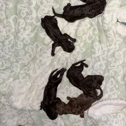 Clarence - Silver male Poodle puppy in Meadowbrook, California from Standard Poodle Pups