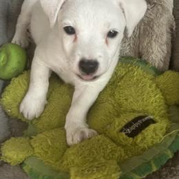 Border Collie and Jack Russell Terrier Puppies from CP FARMS BORDER COLLIES N JACKS CORP