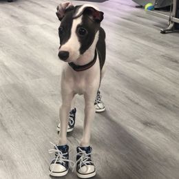 Italian Greyhound Puppies from Quality Italian Greyhounds