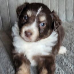 Figure - Red tri-color female Miniature American Shepherd puppy in Goldendale, Washington from Amulet Charm