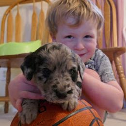 Labradoodle Puppies from Daisy's Labradoodles