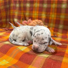 Snoopy - Merle male Great Dane puppy in Corsica, Pennsylvania from Ferguson Family Danes LLC