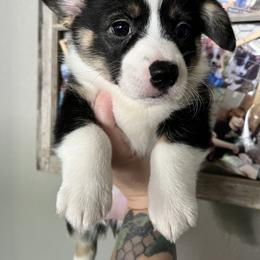 Pembroke Welsh Corgi Puppies from S7 Corgis and Chaos