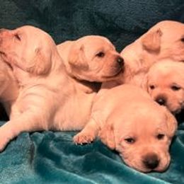 Labrador Retrievers from Cross Country Retrievers