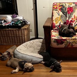 French Bulldog Puppies from Kuumaka Kanines