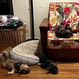 French Bulldog Puppies from Kuumaka Kanines
