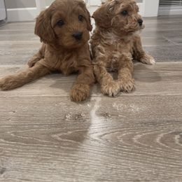 Cavapoo Puppies from SoCal Cavapoos