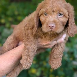 Cedar - Red male Cavapoo puppy in Coshocton, Ohio from Forever Family Puppies
