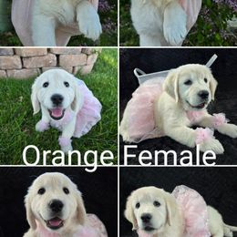 Golden Retriever Puppies from Rosemarie's Golden Retrievers