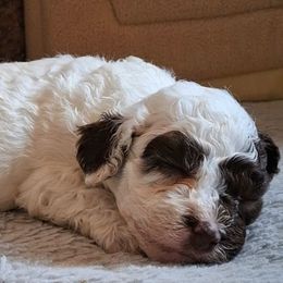 Tamia - Liver and white female Shihpoo puppy in Macon, Georgia from Shipoo Lane