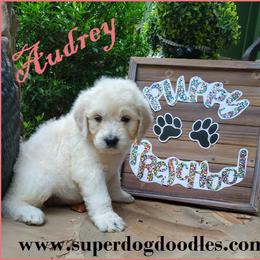 Goldendoodle Puppies from SUPERDog Doodles
