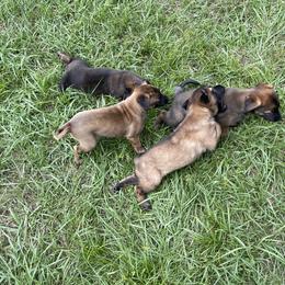 Belgian Malinois Puppies from Klaus K-9 Training LLC