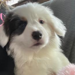 Puppy 2 - White and black male Pembroke Welsh Corgi puppy in Port Republic, Maryland from Bestfurends