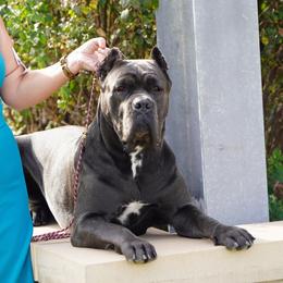 Cane Corso puppies from KingWood Cane Corso