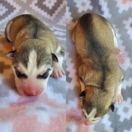 Siberian Husky Puppies from Canace Siberians