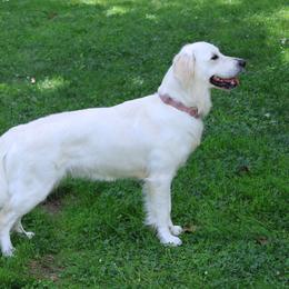 Harper - Golden Retriever