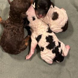Brown Tri Male - Phantom male Poodle puppy in Belgreen, Alabama from Scott’s Farm Poodles and Doodles