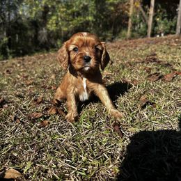 Cavalier King Charles Spaniel Puppies from Sweet Southern Cavaliers and Frenchies