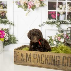 Goldendoodle and Labradoodle Puppies from Dessie's Doodles