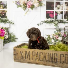 Goldendoodle and Labradoodle Puppies from Dessie's Doodles